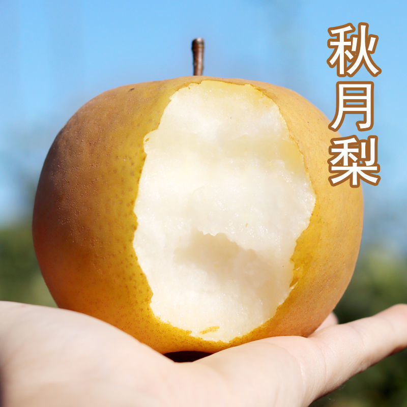 秋月梨树苗，核小，汁水足，无渣，基地直供，品质保证