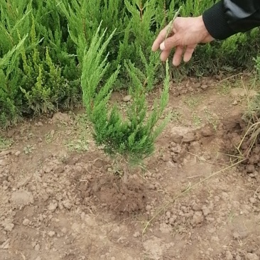 一级货大田地栽苗价格合理
