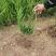 一级货大田地栽苗价格合理