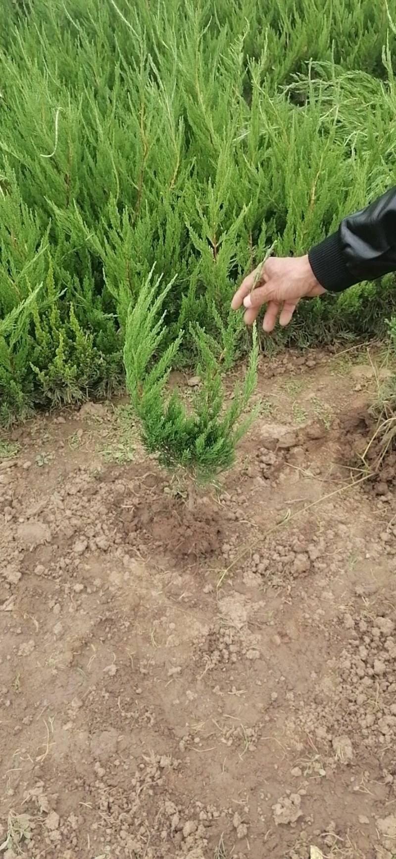 一级货大田地栽苗价格合理