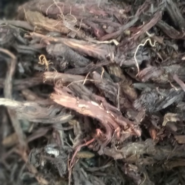 紫草新货无杂质一手产地货源直销批发
