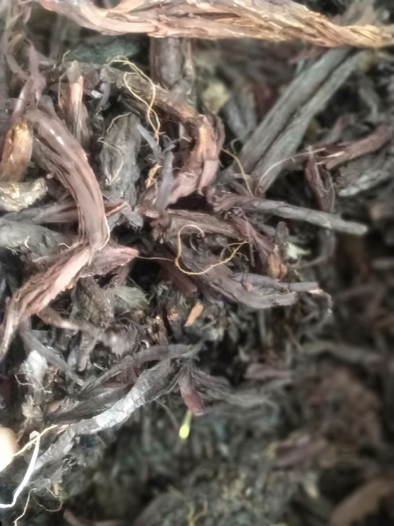 紫草新货无杂质一手产地货源直销批发