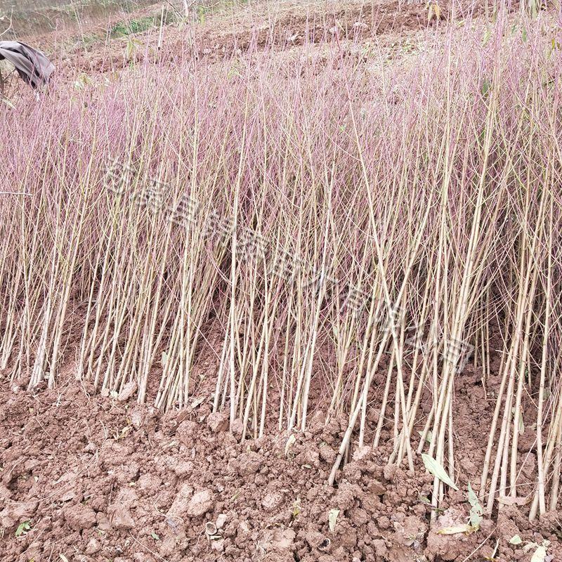 桃树苗桃树实生苗桃子桃树砧木未嫁接桃树苗野生山桃占地苗包