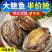 包邮【特大号】鲜活大鲍鱼新鲜冷冻个大鲜活海捕超大新鲜鲍鱼