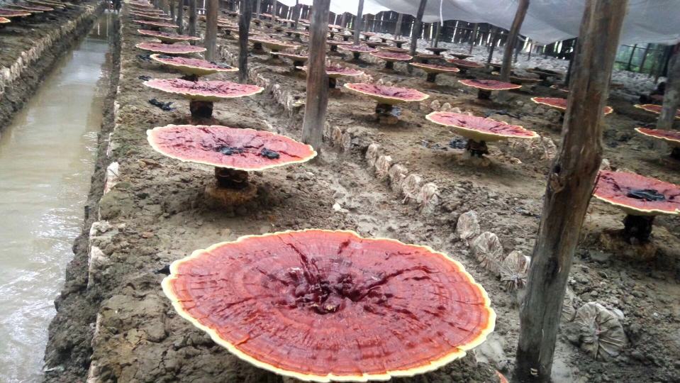 人工林下栽培的竹灵芝生长过程