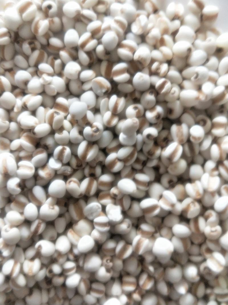 薏米新货无杂质无硫磺产地一手优质货源直销批发