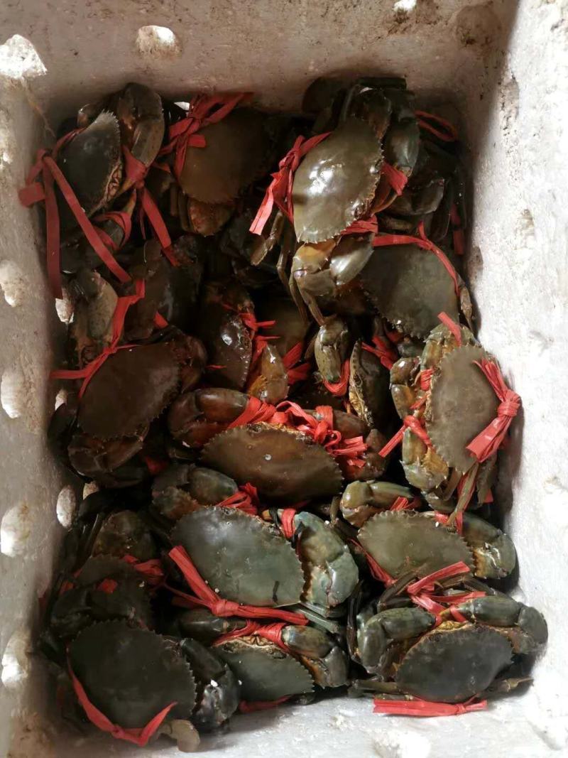 北海特产，味道正，甜，诚实守信，做生意本本分分