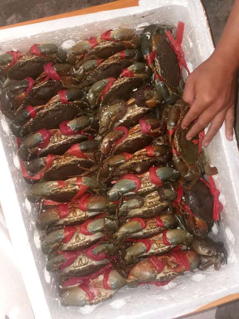 北海特产，味道正，甜，诚实守信，做生意本本分分