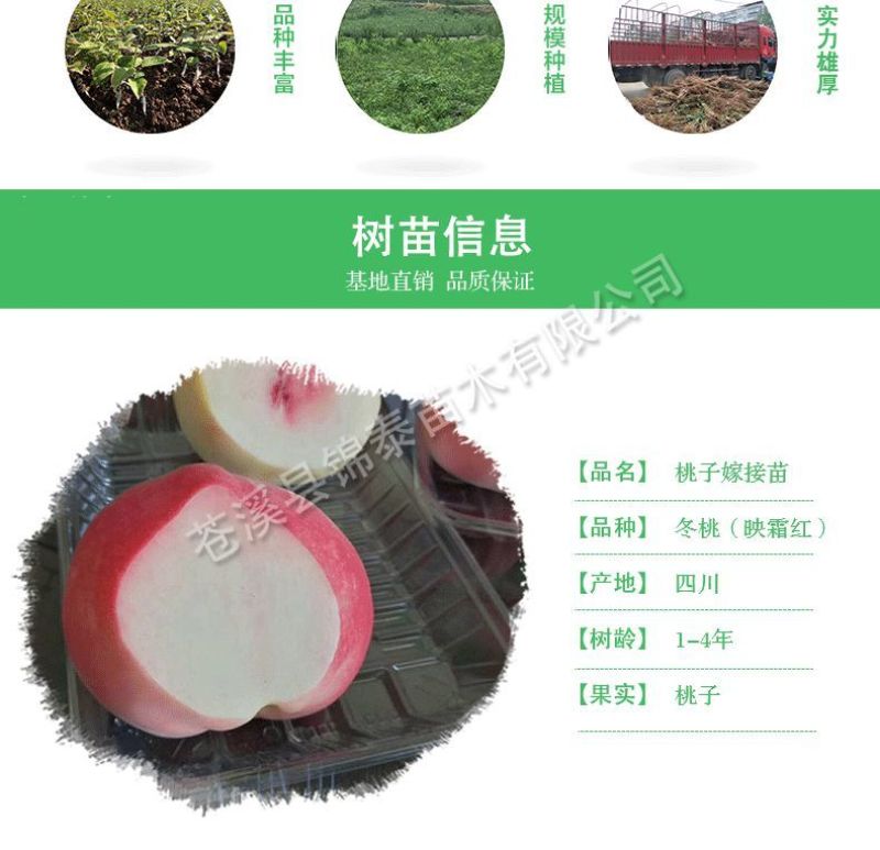 四川桃树苗晚熟冬桃树苗包成活桃苗映霜红桃嫁接树苗当年结果