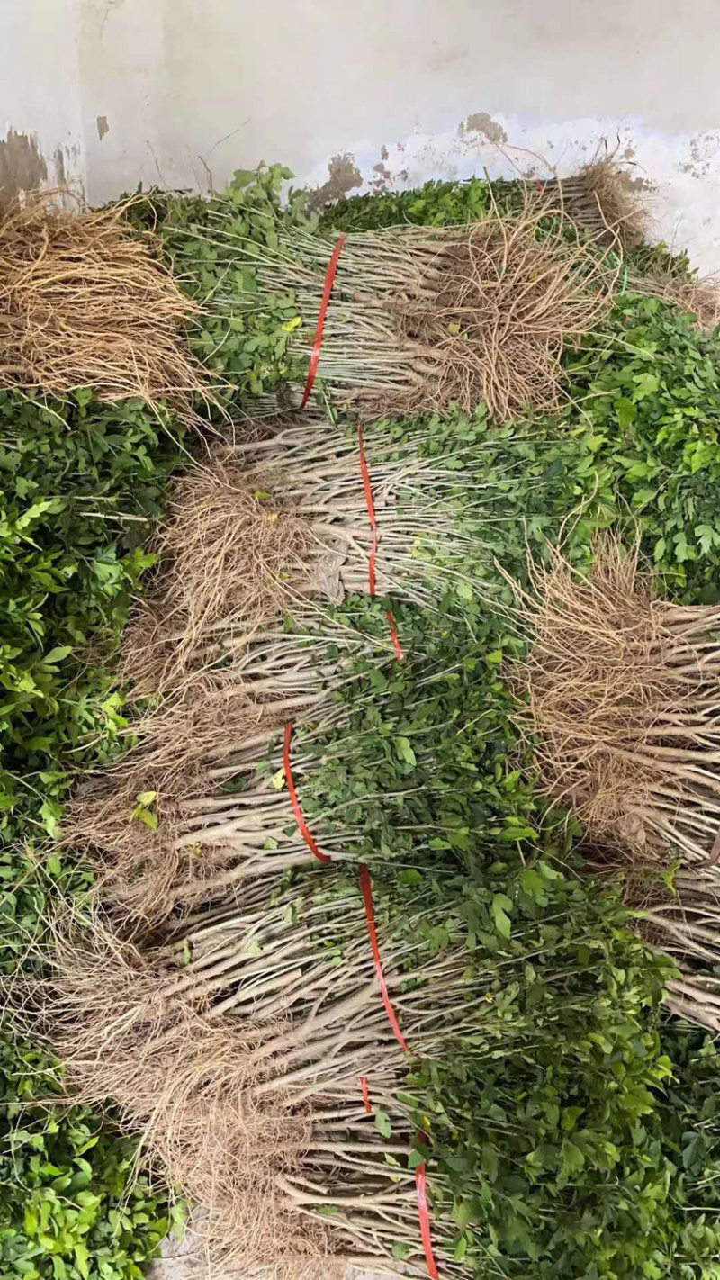 粉红色牡丹木槿重瓣大花木槿耐热耐寒盆栽地栽花苗