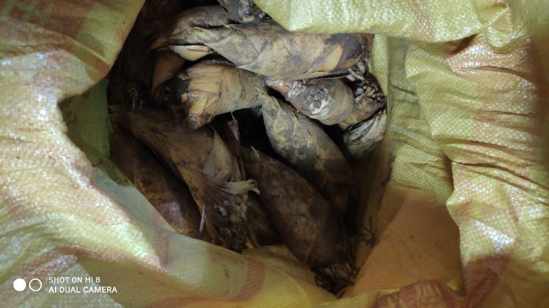 冬笋，提鲜，爽口，冬笋炒肉，回味无穷