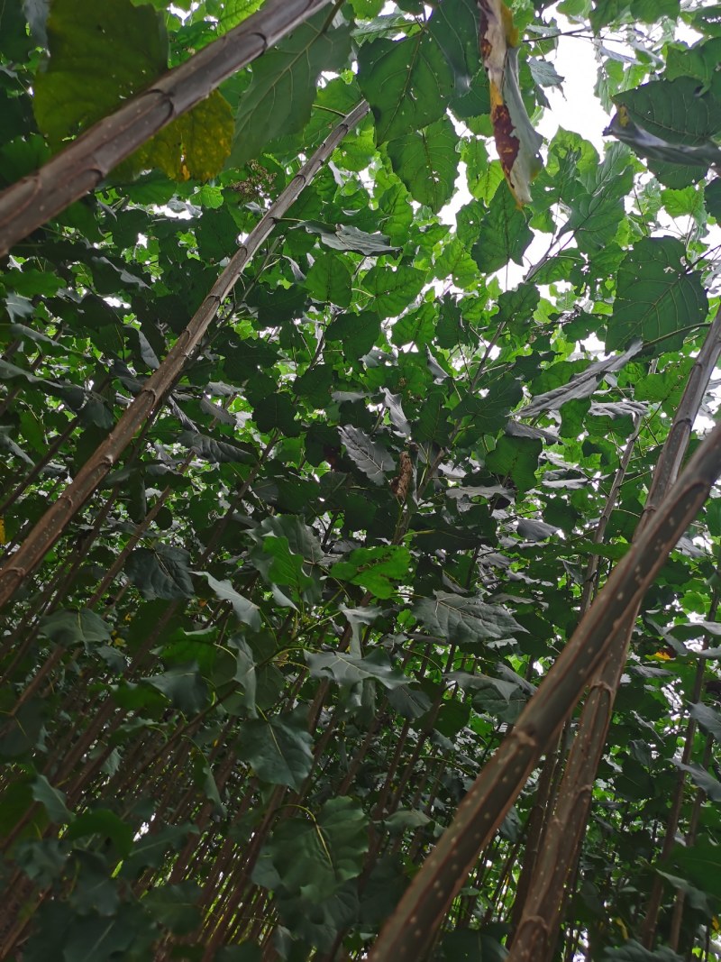 土耳其速生杨树苗规格齐全。苗圃直发包成活