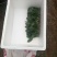 山东单县徐寨大叶菠菜基地直供捆把泡沫箱装小把可供商超电商