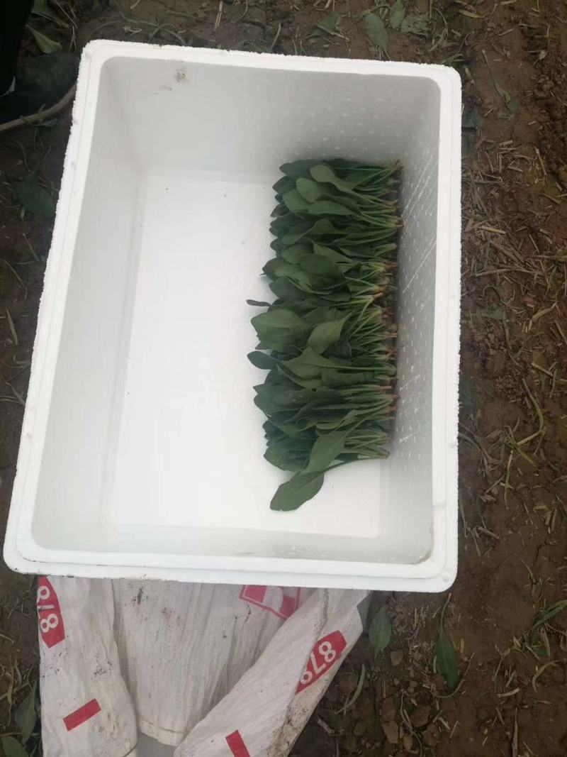 山东单县徐寨大叶菠菜基地直供捆把泡沫箱装小把可供商超电商