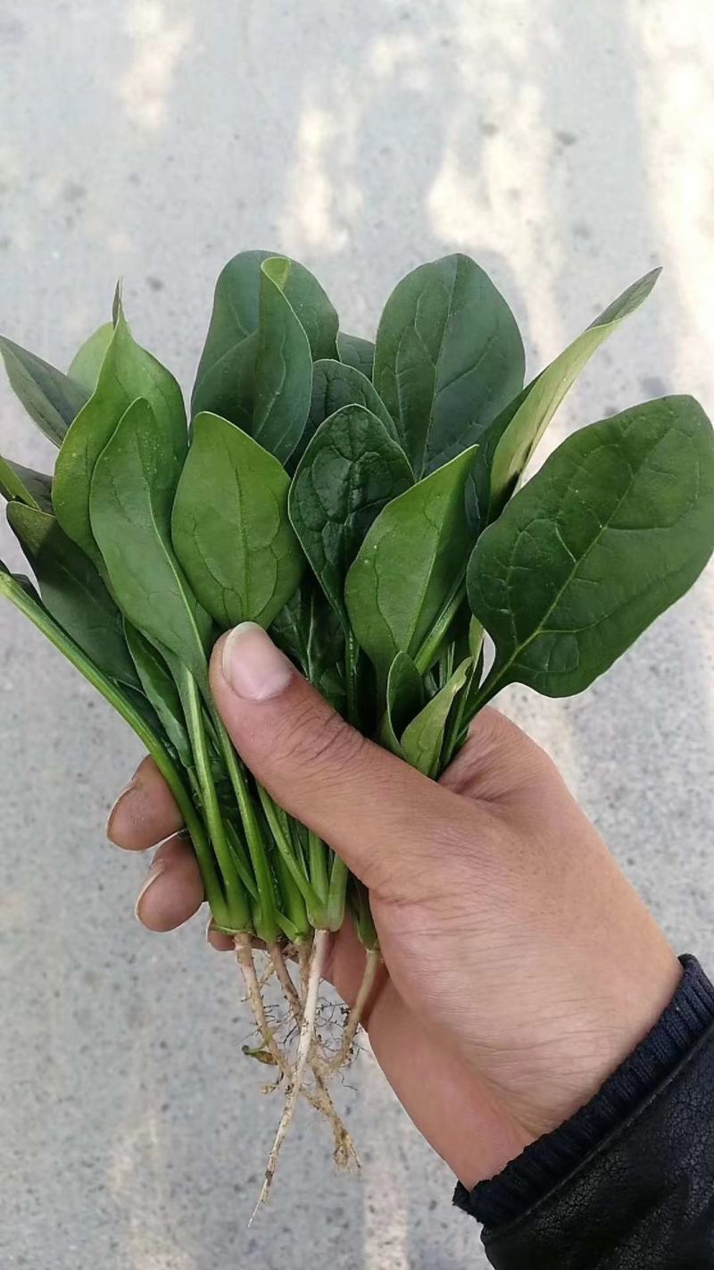 山东单县徐寨大叶菠菜基地直供捆把泡沫箱装小把可供商超电商