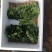 山东单县徐寨大叶菠菜基地直供捆把泡沫箱装小把可供商超电商