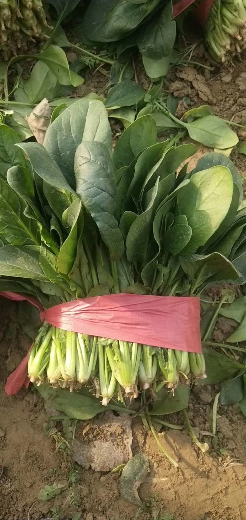 山东单县徐寨大叶菠菜基地直供捆把泡沫箱装小把可供商超电商
