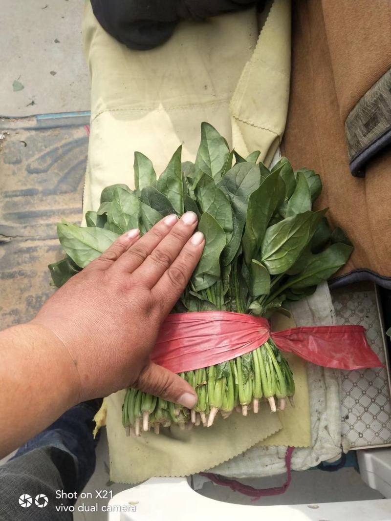 山东单县徐寨大叶菠菜基地直供捆把泡沫箱装小把可供商超电商