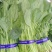 山东单县徐寨大叶菠菜基地直供捆把泡沫箱装小把可供商超电商