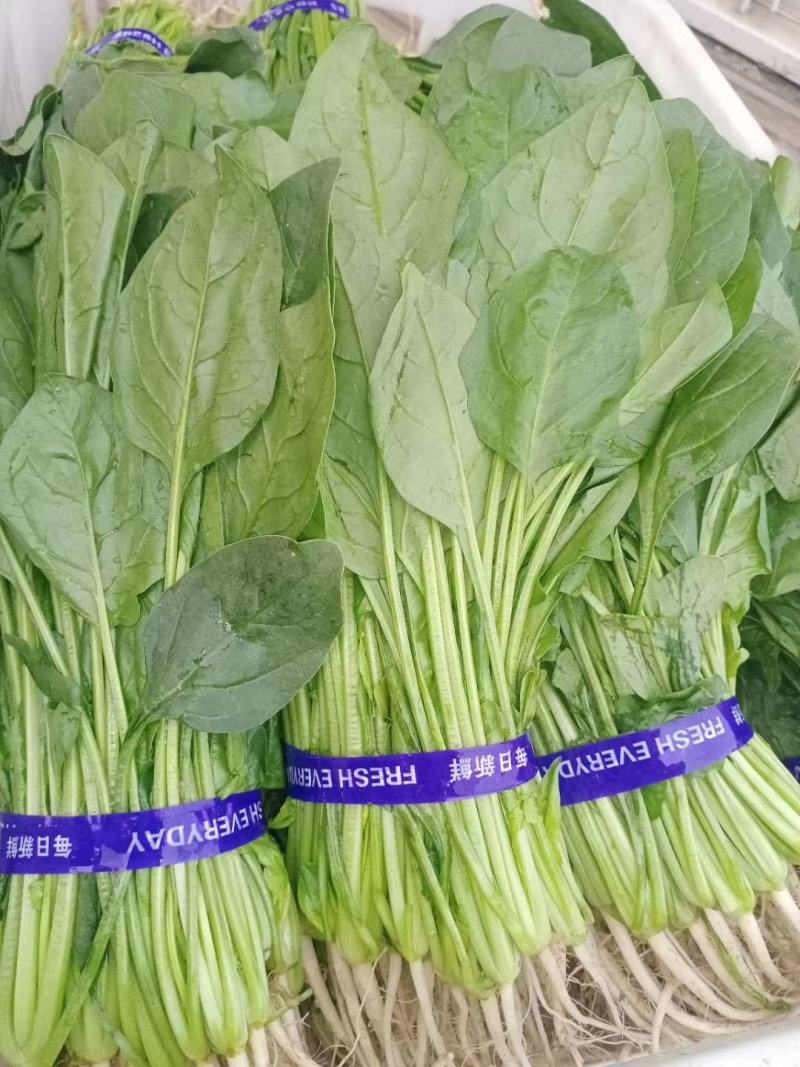 山东单县徐寨大叶菠菜基地直供捆把泡沫箱装小把可供商超电商