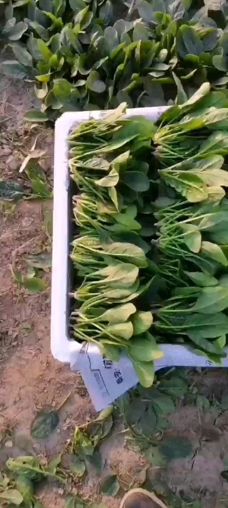 山东单县徐寨大叶菠菜基地直供捆把泡沫箱装小把可供商超电商
