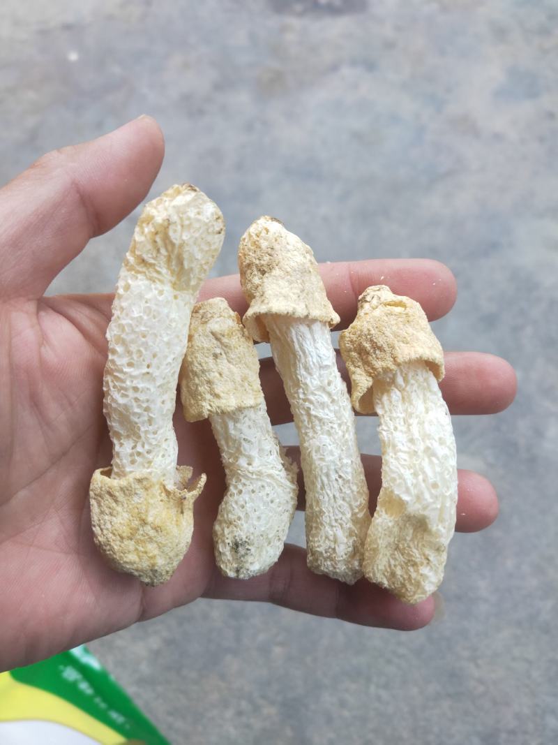 福建古田无硫竹荪蛋毛重半斤特惠装长期供货