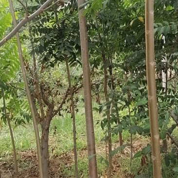 一级红油香椿树苗价格合理