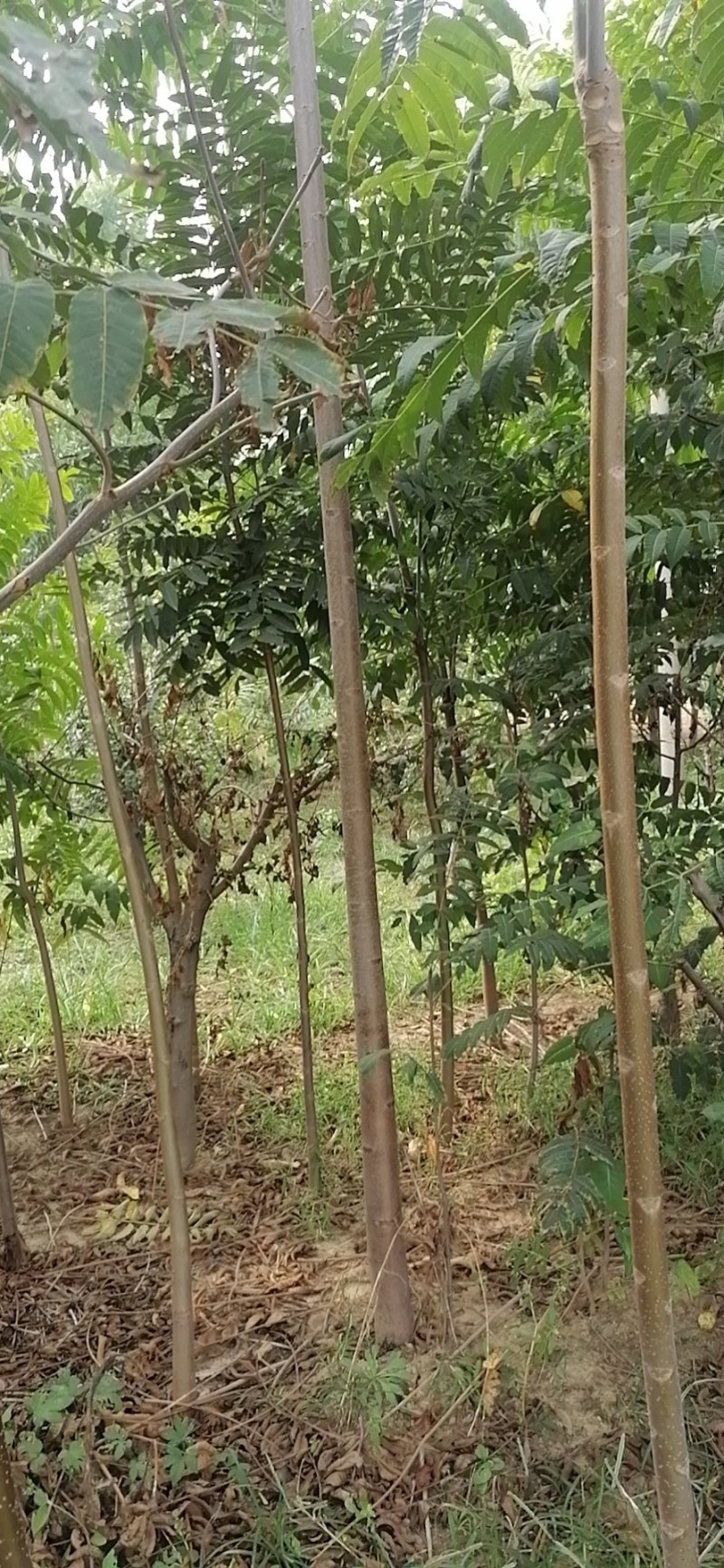 一级红油香椿树苗价格合理