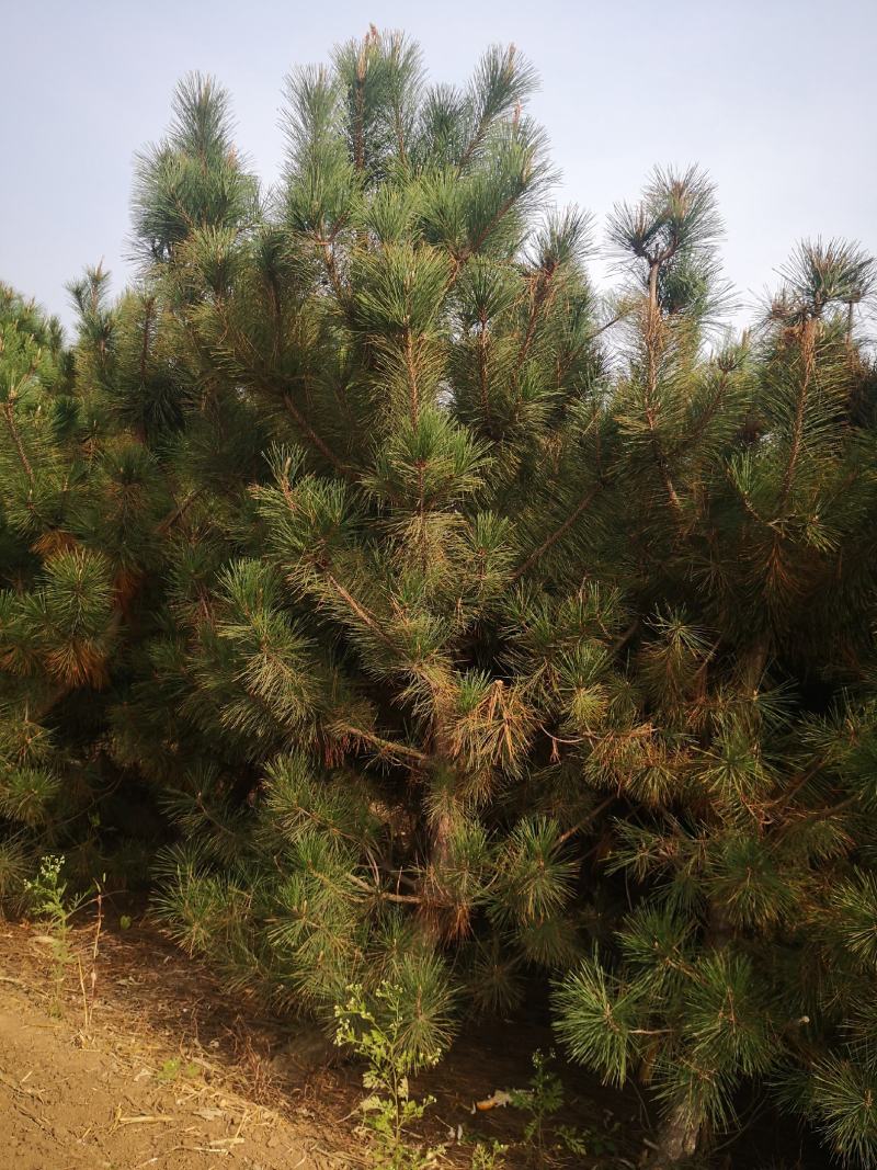 黑松8~12cm4cm以下3-4米