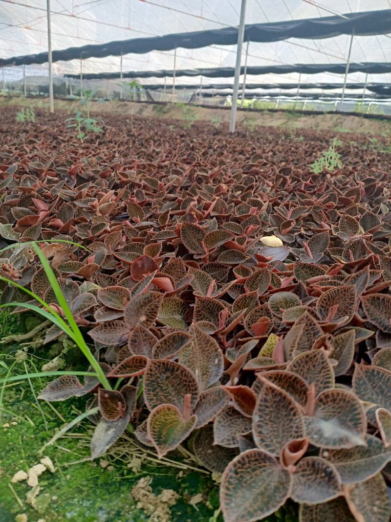 福建南靖林下种植仿野生金线莲10到25公分100棵起