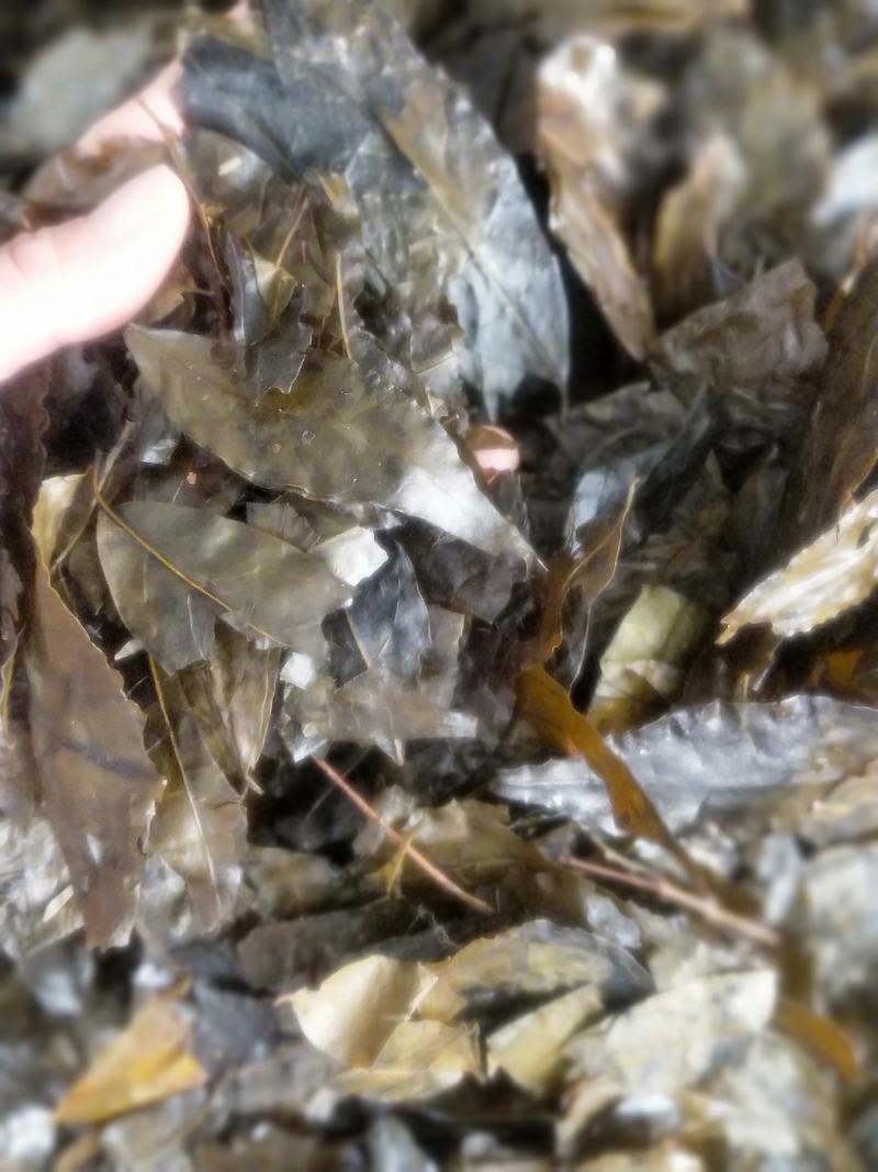 苦丁茶新货无硫无杂质一手优质货源直销批发