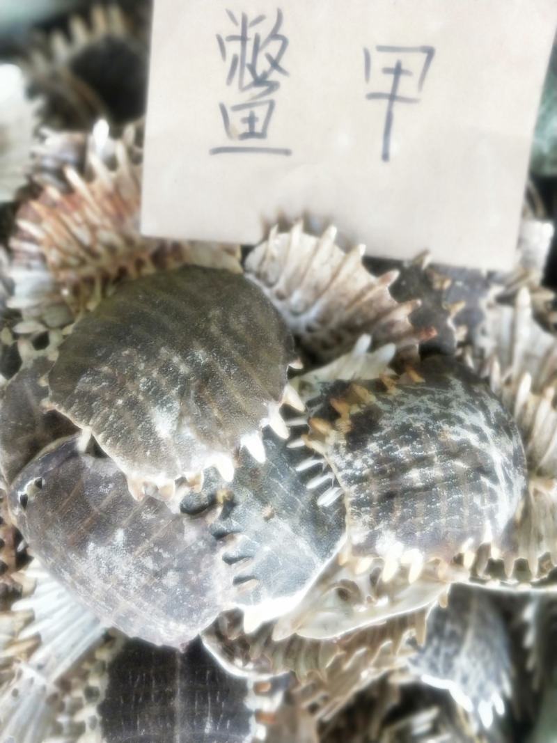 鳖甲新货优质货源量大优惠