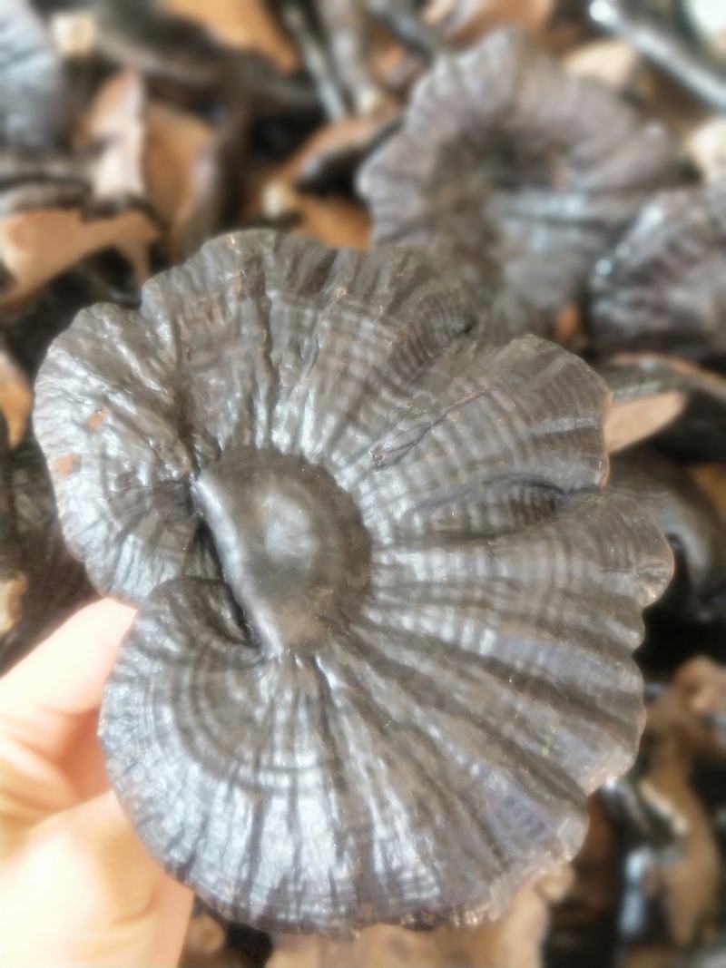 灵芝新货各种规格货源优质产地直销批发