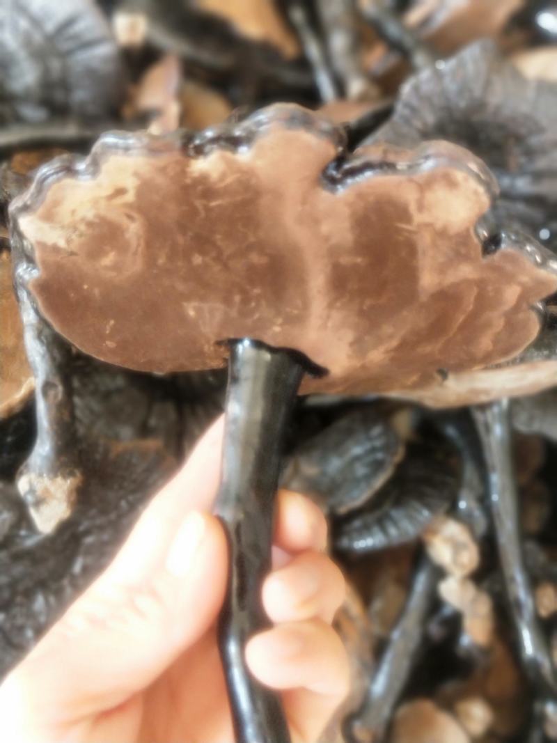 灵芝新货各种规格货源优质产地直销批发