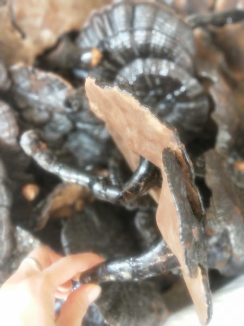 灵芝新货各种规格货源优质产地直销批发