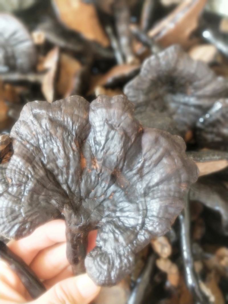 灵芝新货各种规格货源优质产地直销批发