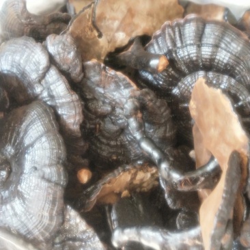 灵芝新货各种规格货源优质产地直销批发
