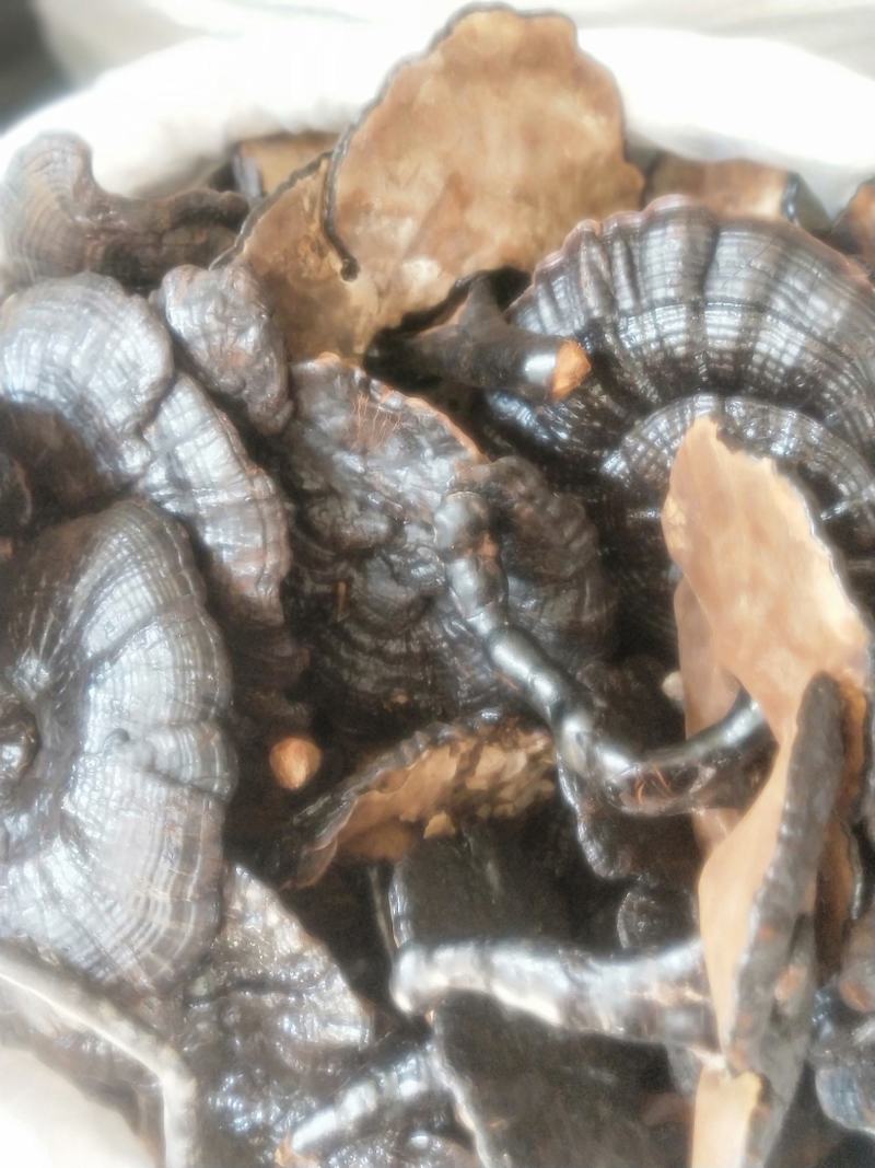 灵芝新货各种规格货源优质产地直销批发