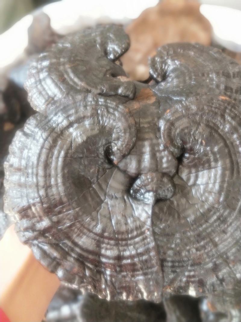 灵芝新货各种规格货源优质产地直销批发