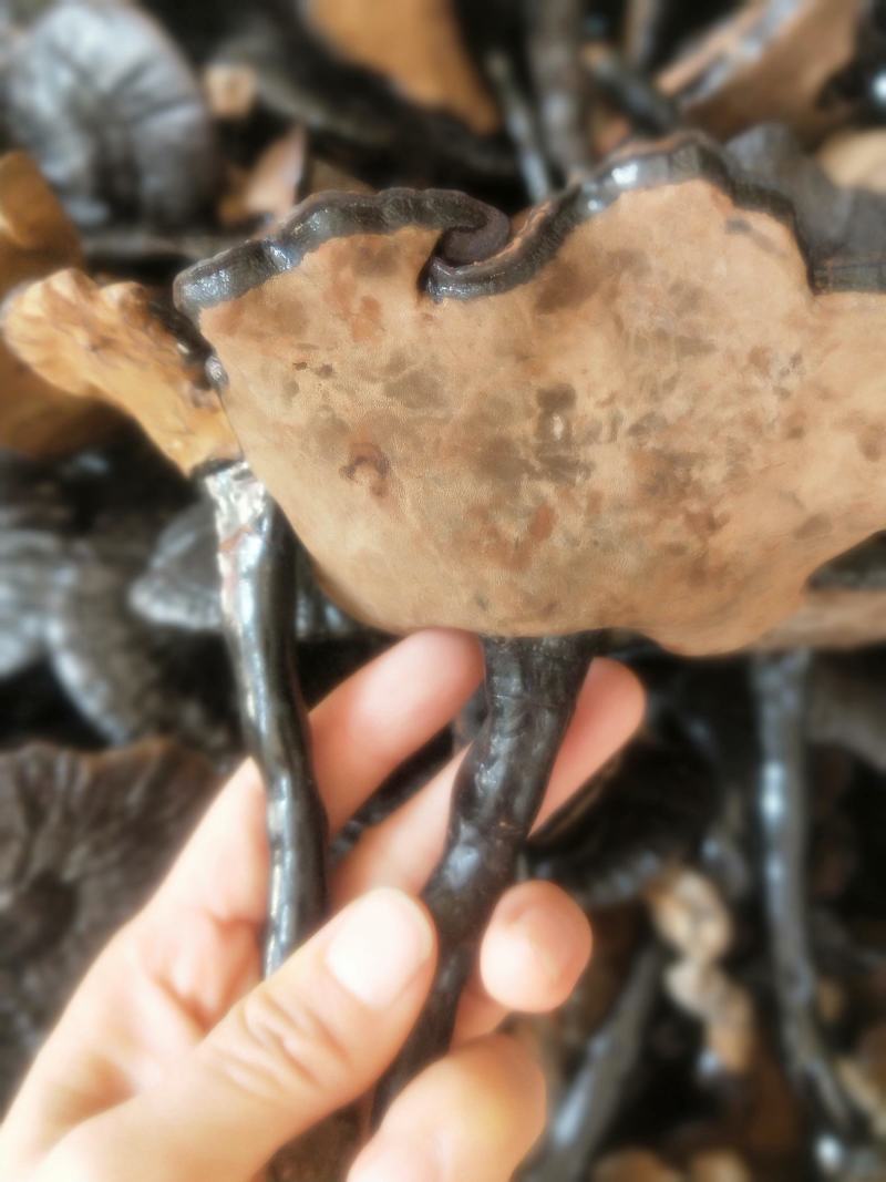灵芝新货各种规格货源优质产地直销批发