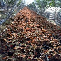 福建南靖林下种植仿野生金线莲10到25公分100棵起