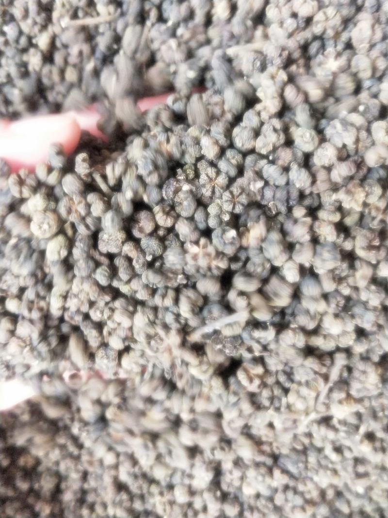 猫爪草野生一手优质货源直销批发有现货