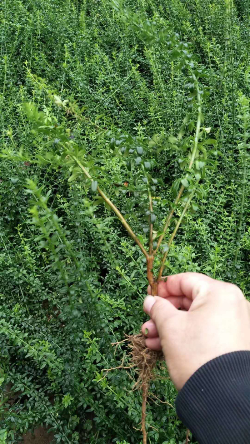 迎春，园林，绿化工程苗
