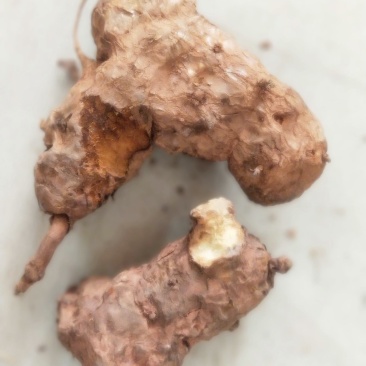 土茯苓鲜个煲汤料清香甘甜各种规格都有大量现货