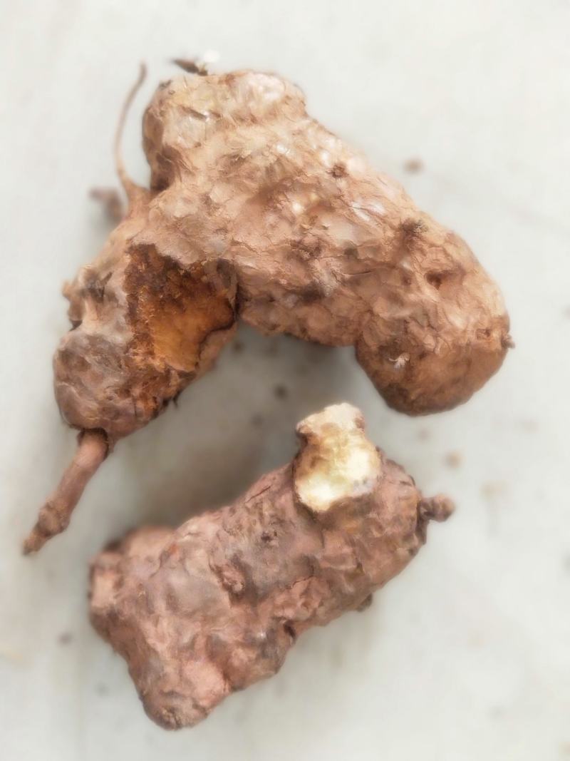 土茯苓鲜个煲汤料清香甘甜各种规格都有大量现货