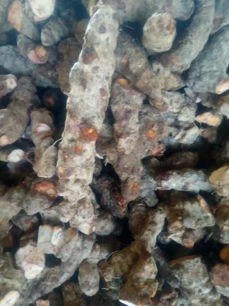 土茯苓鲜个煲汤料清香甘甜各种规格都有大量现货