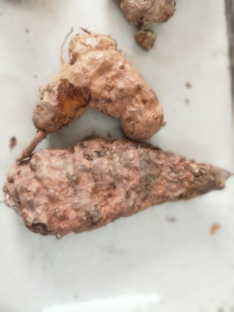 土茯苓鲜个煲汤料清香甘甜各种规格都有大量现货