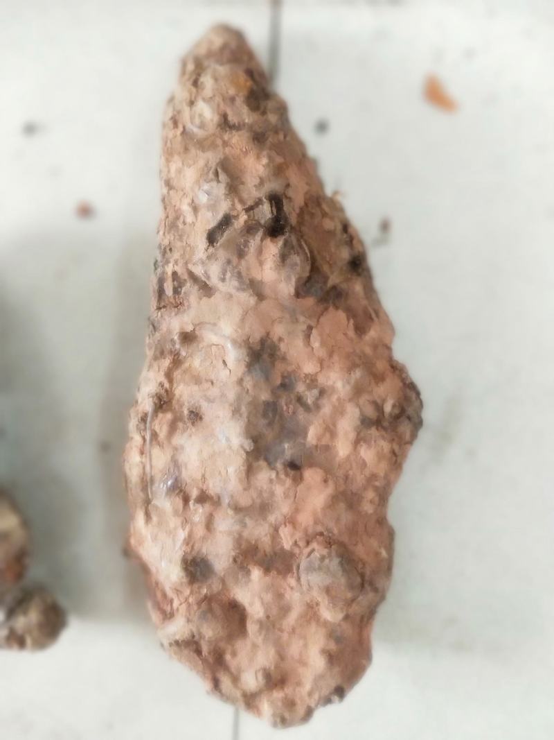 土茯苓鲜个煲汤料清香甘甜各种规格都有大量现货