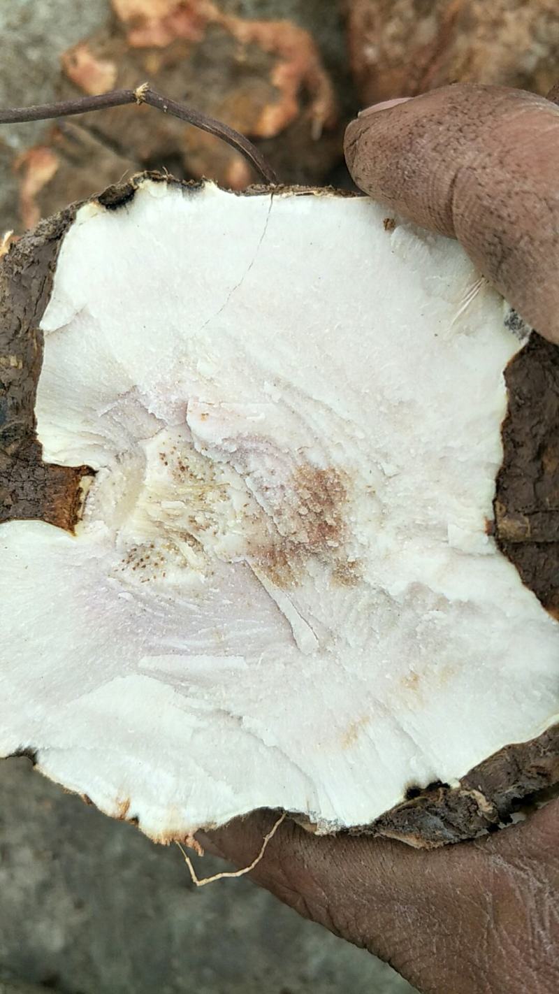 土茯苓鲜个煲汤料清香甘甜各种规格都有大量现货