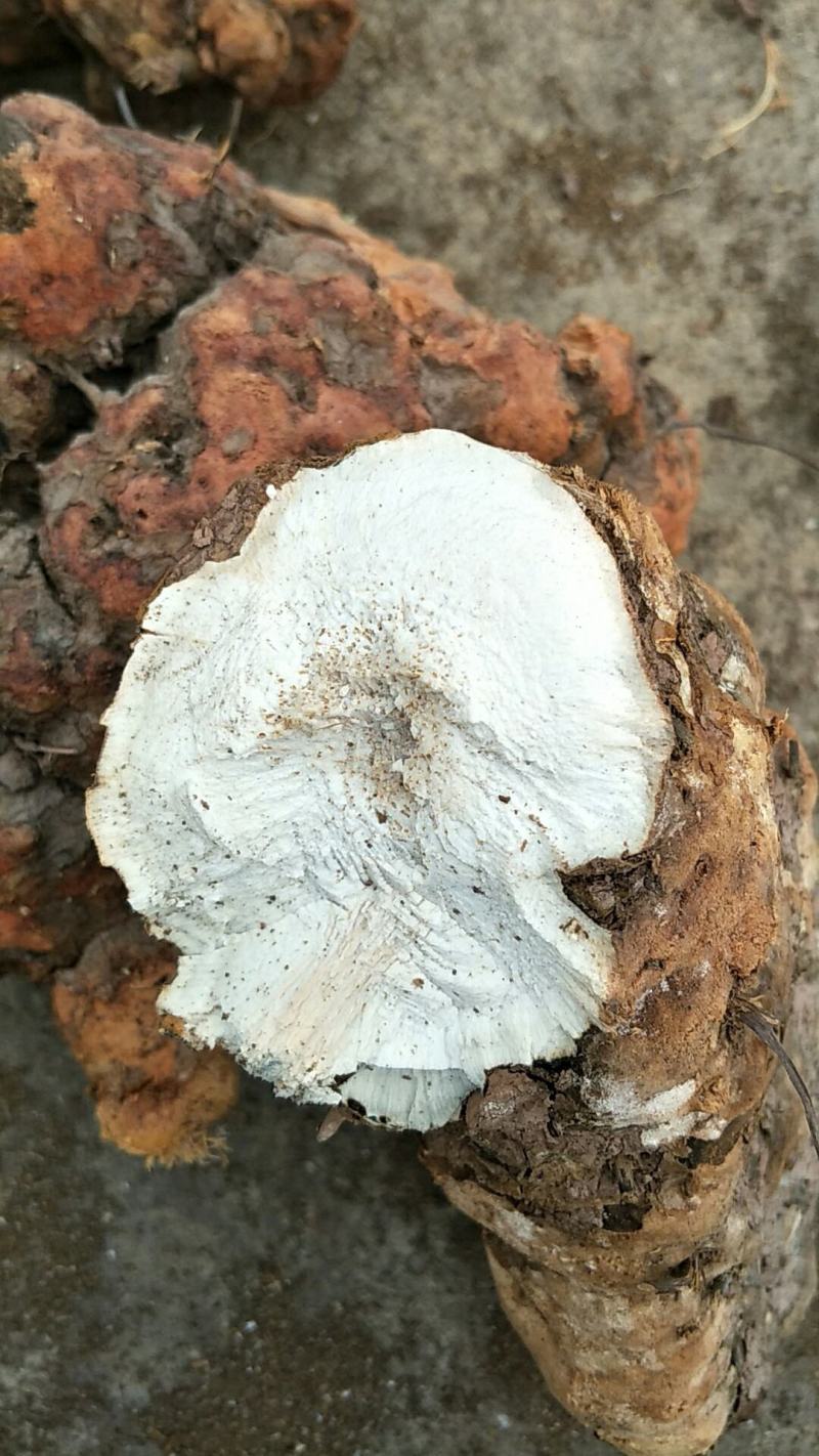 土茯苓鲜个煲汤料清香甘甜各种规格都有大量现货